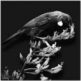 Black-Birds-005
